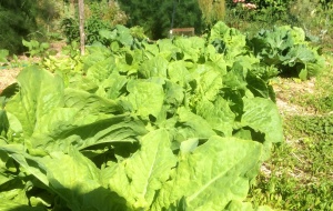 Celtuce busy growing